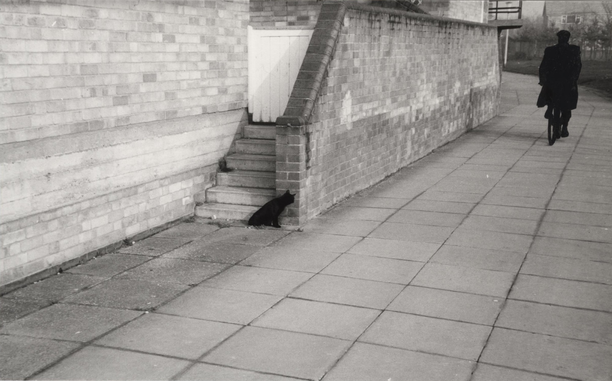 'Index Cards' - Cat and Cyclist Humour, housing estate, cat, cyclist