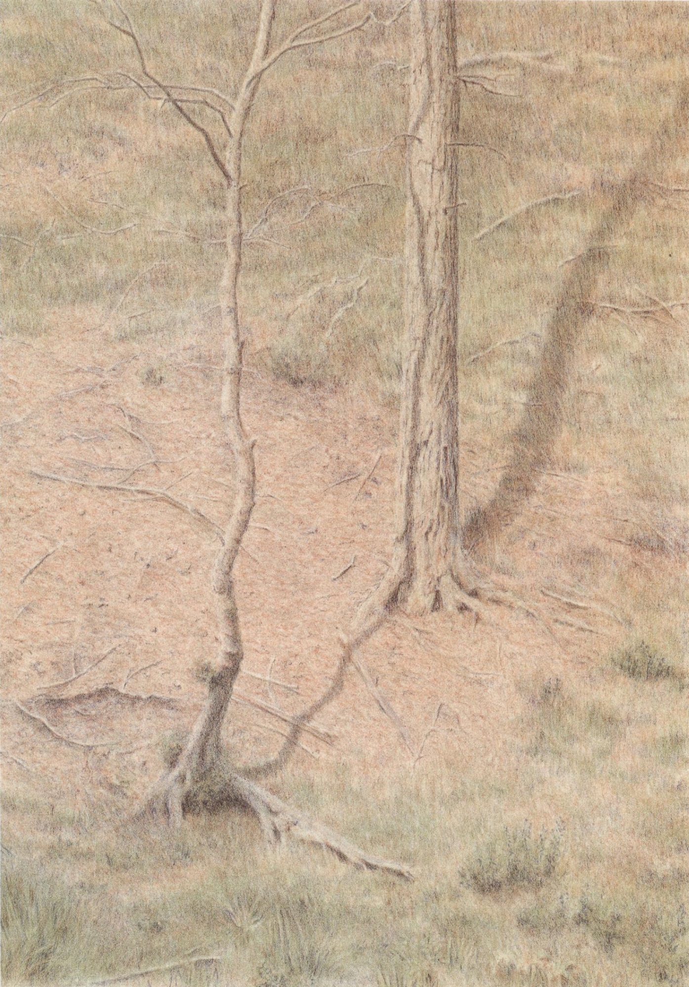 11am Shadow of tree,