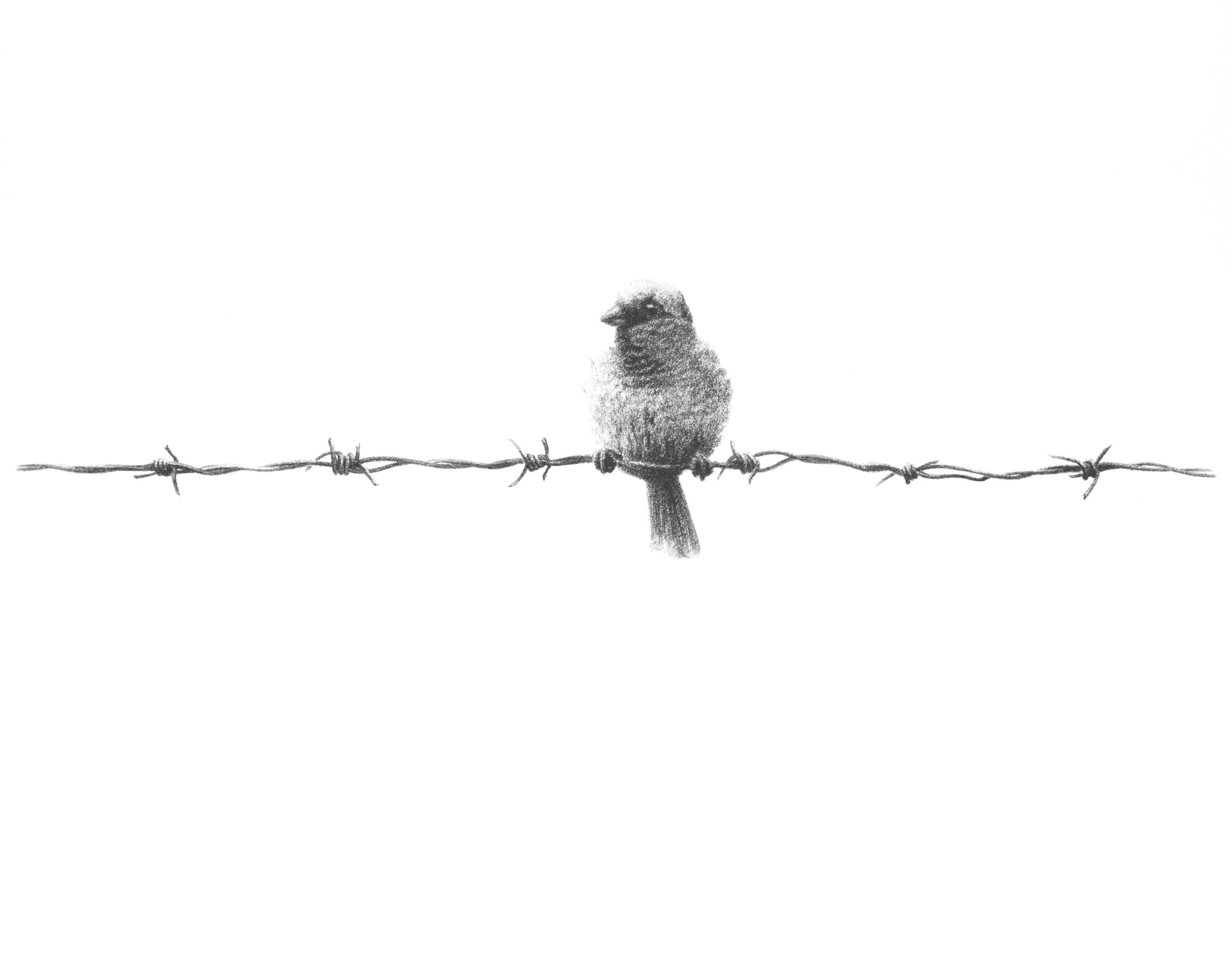 Bird on a Wire