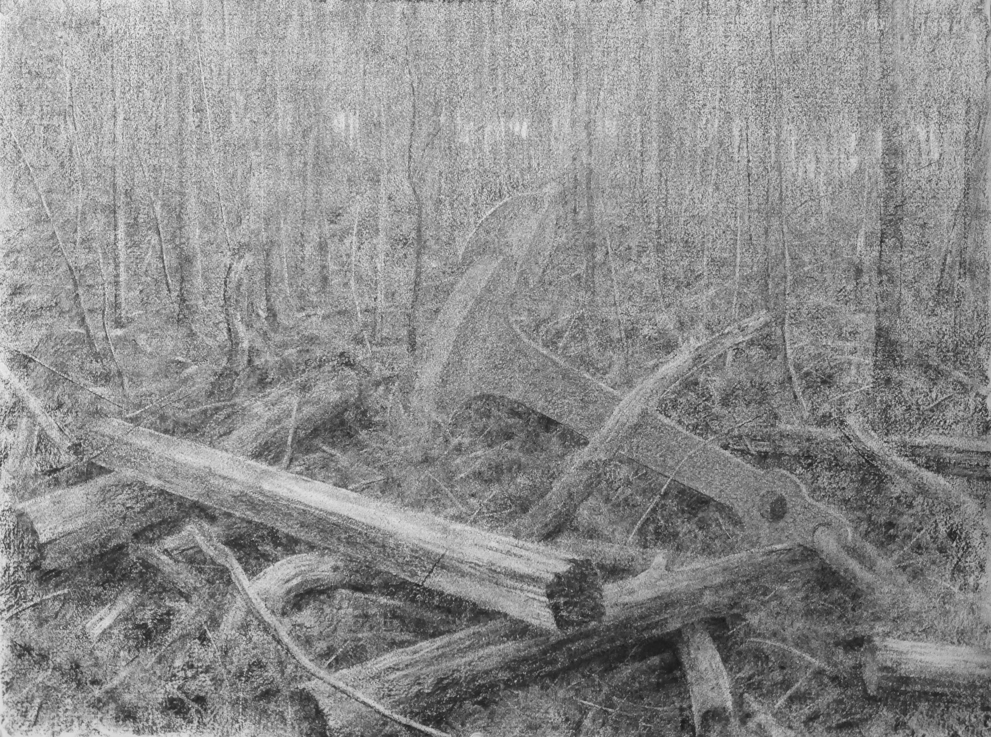 Clearing (iv) study 2 (Flooded Forest)