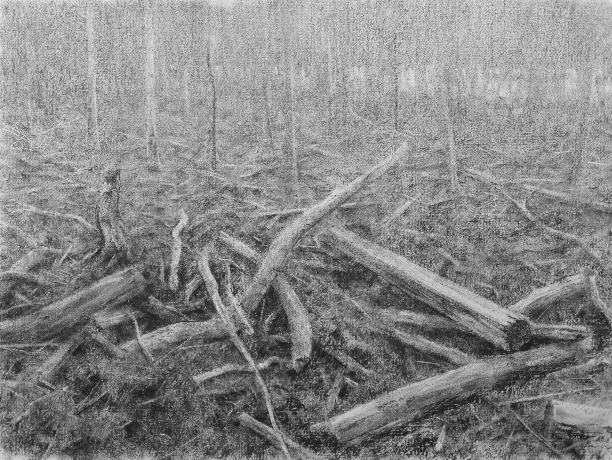 Clearing (iv) study 1 (Flooded Forest)