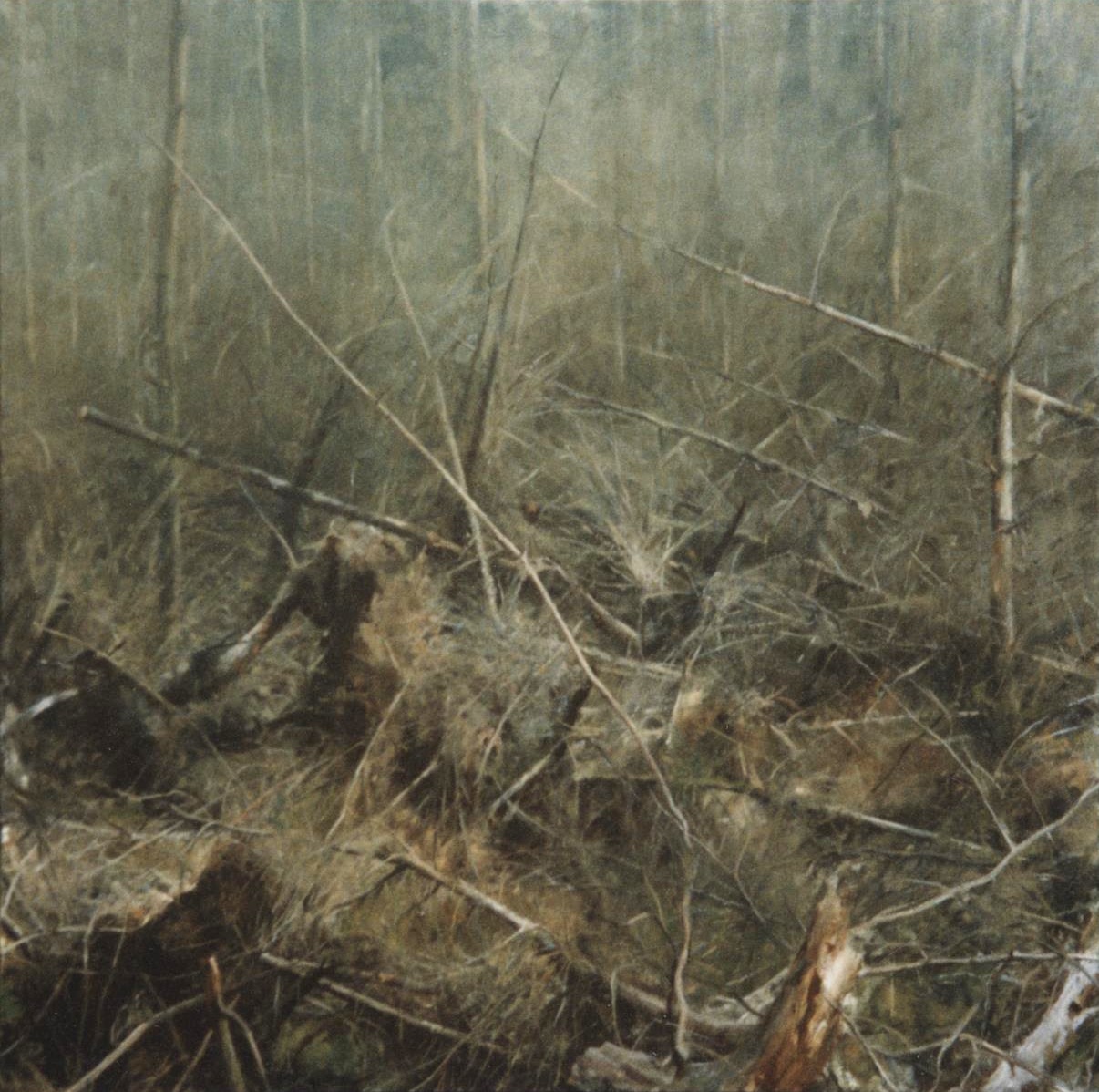 Forest (i)