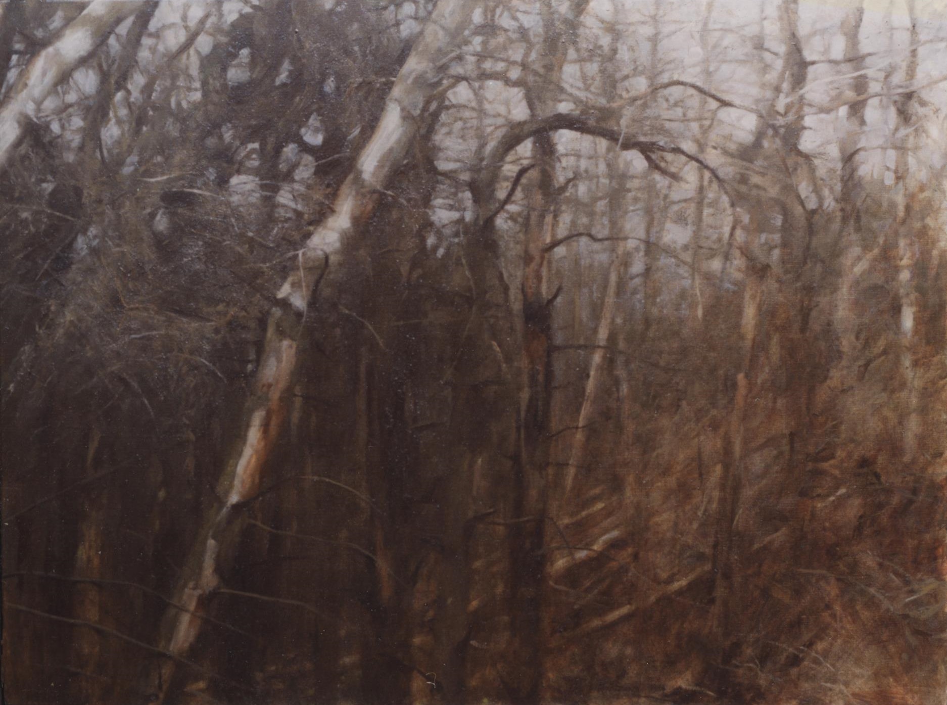 Forest (ii)