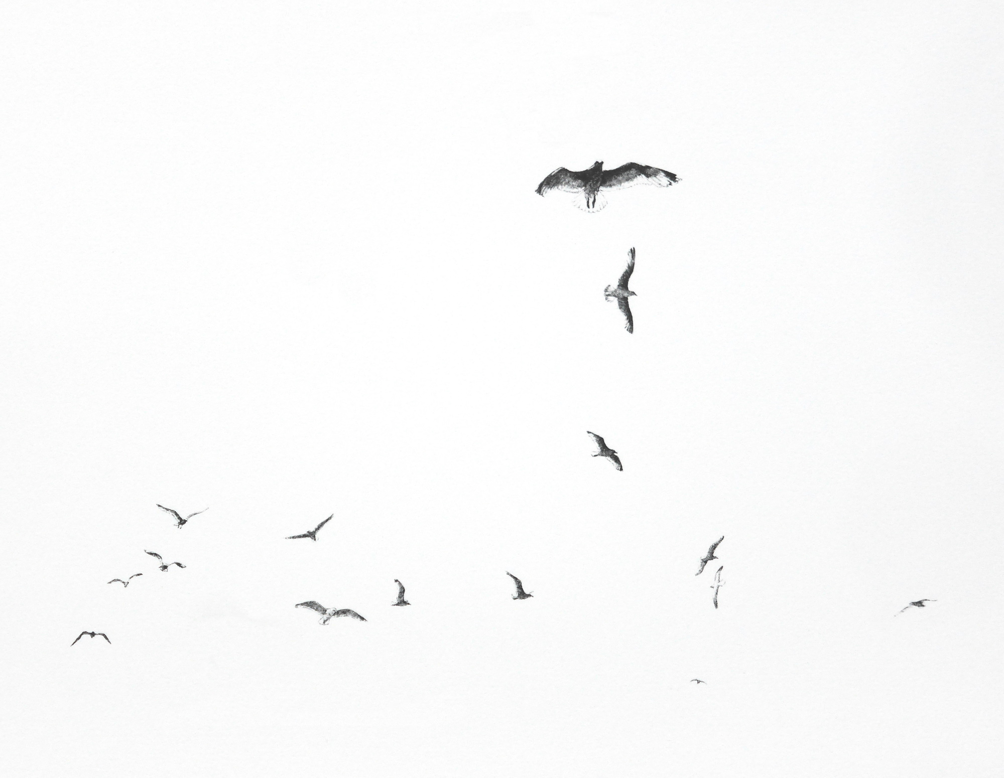 Gulls