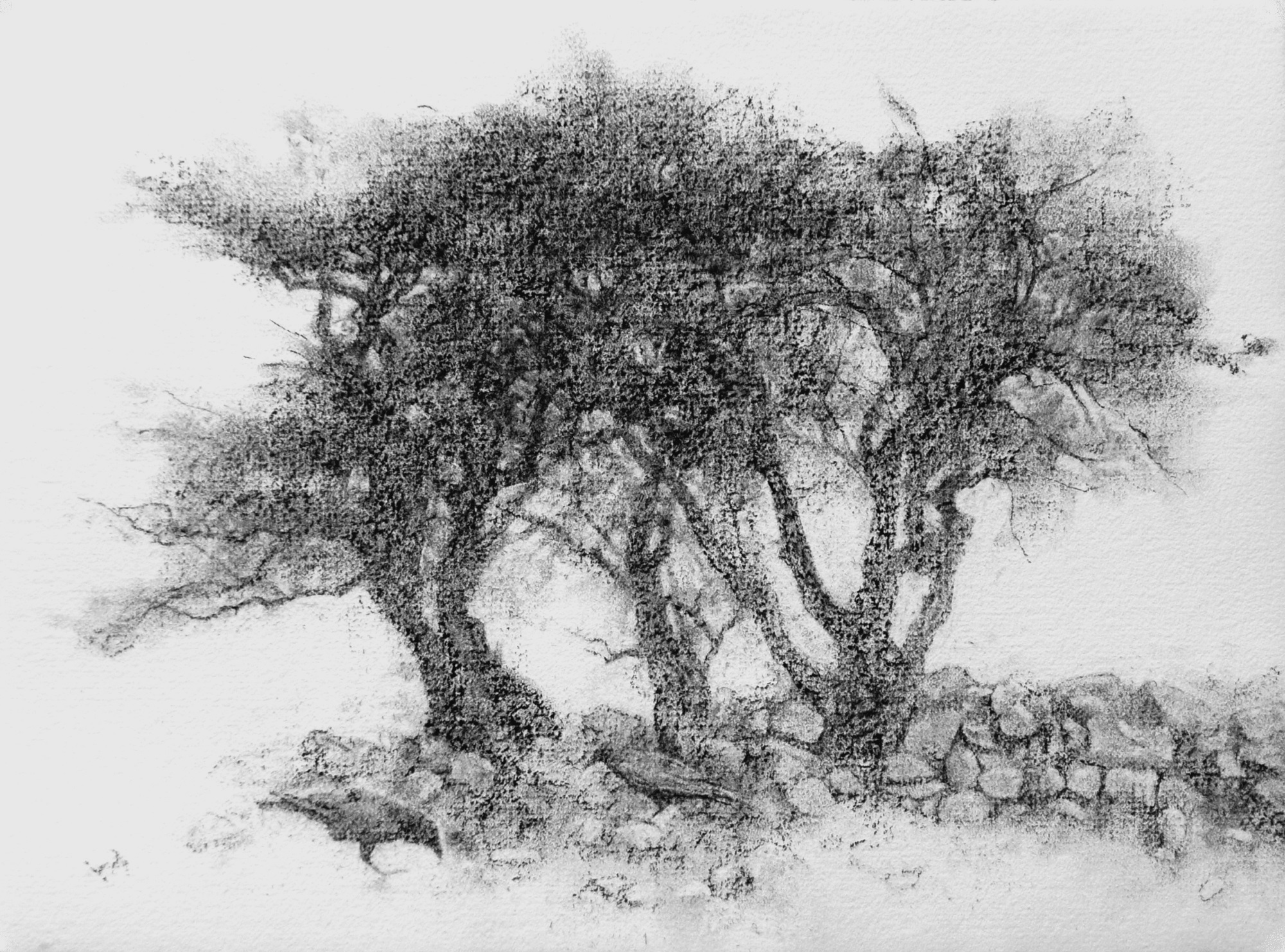 Hawthorn trees, stone wall and crows