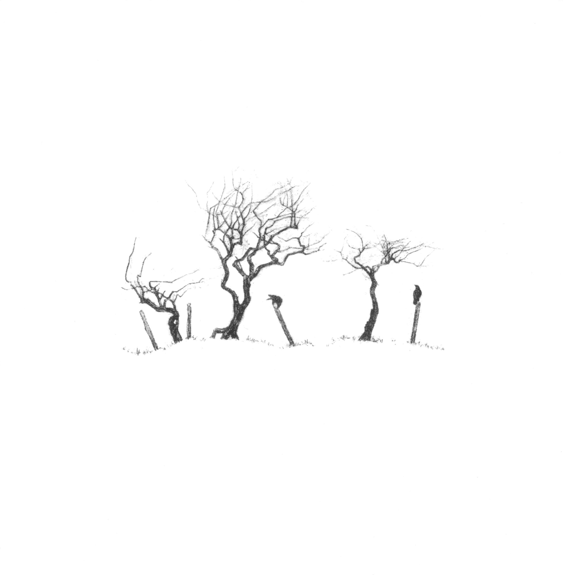 Hedgerow