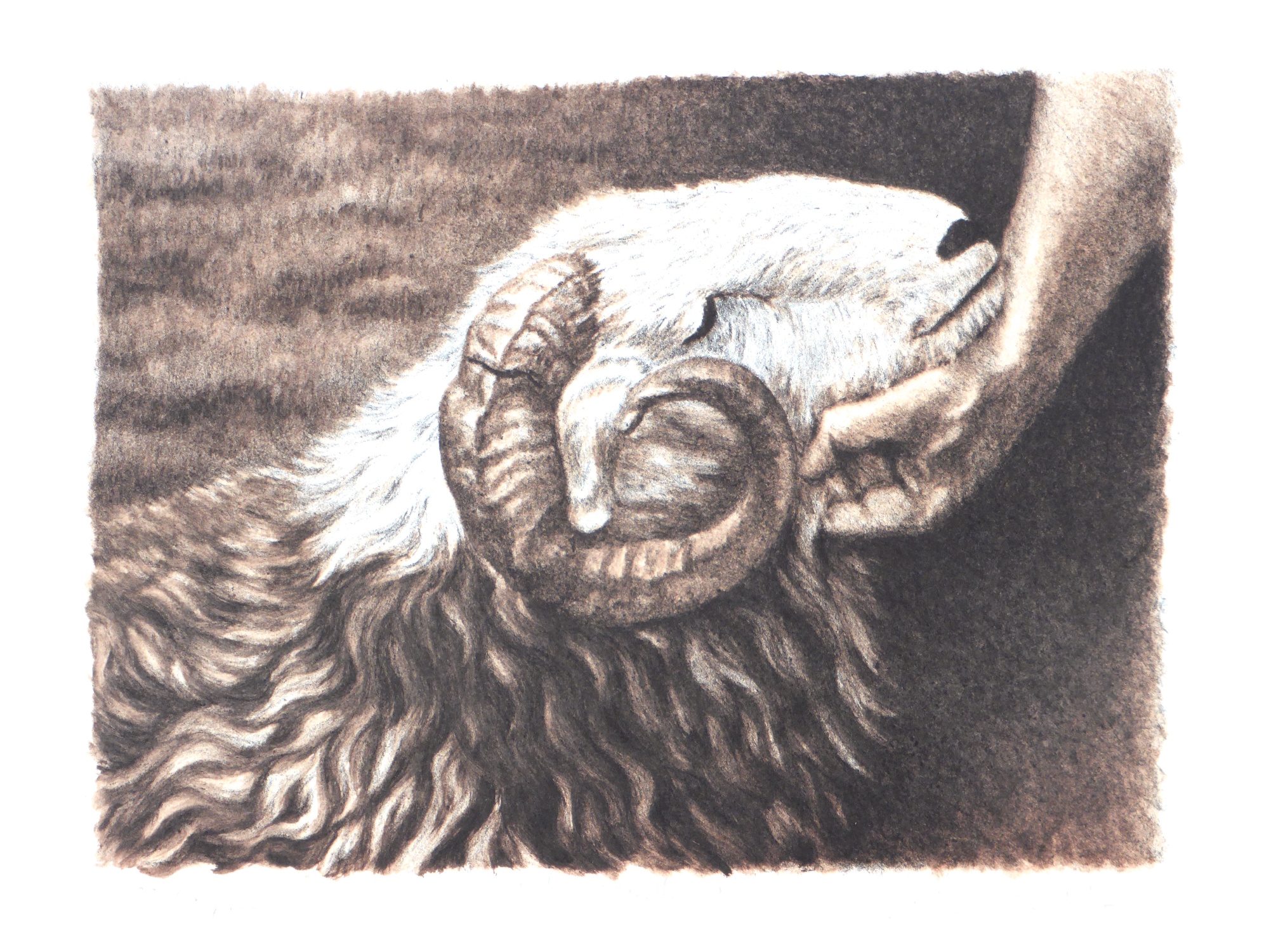 Herdwick Head