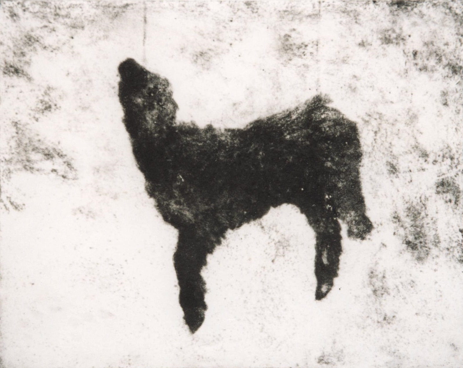 Lamb