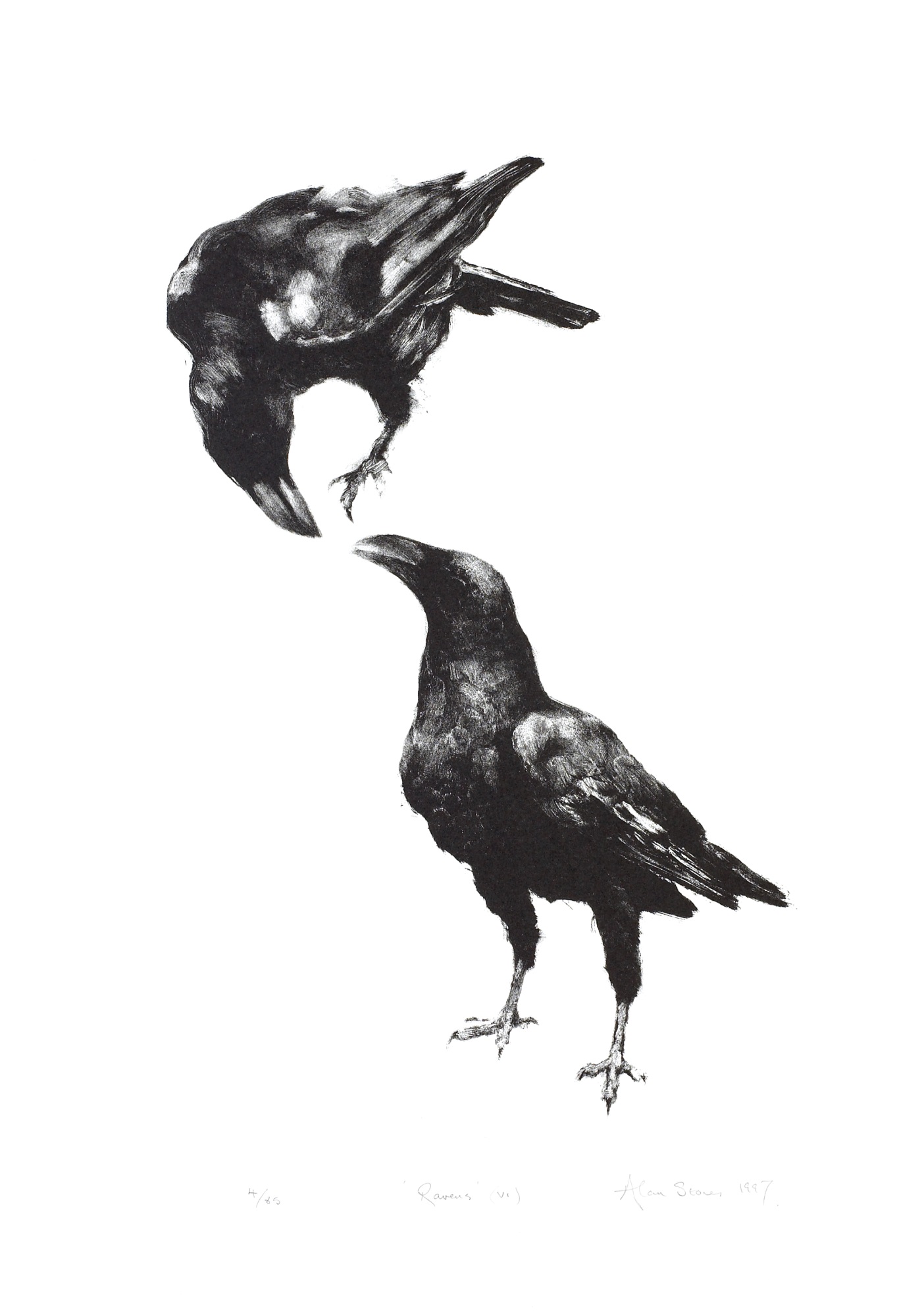 Ravens (vi)