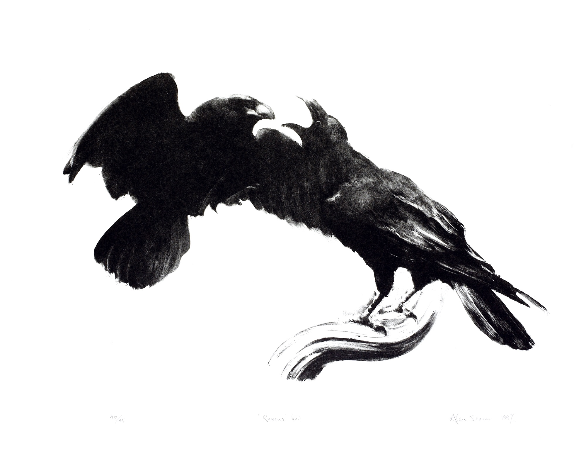 Ravens (viii)