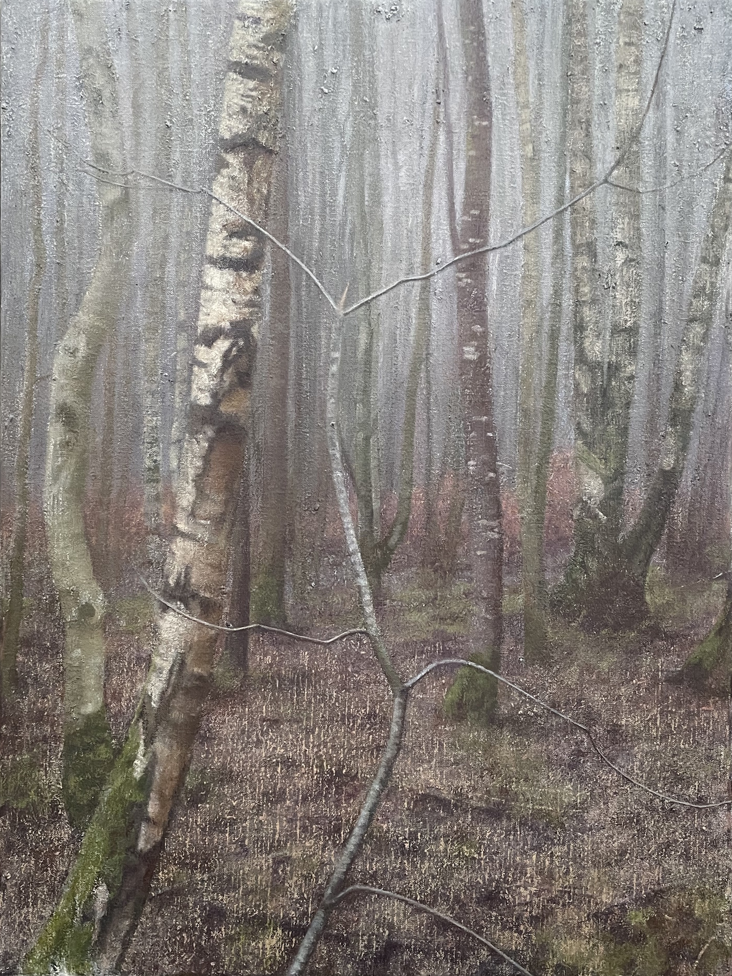 Silver Birch Wood (iv)