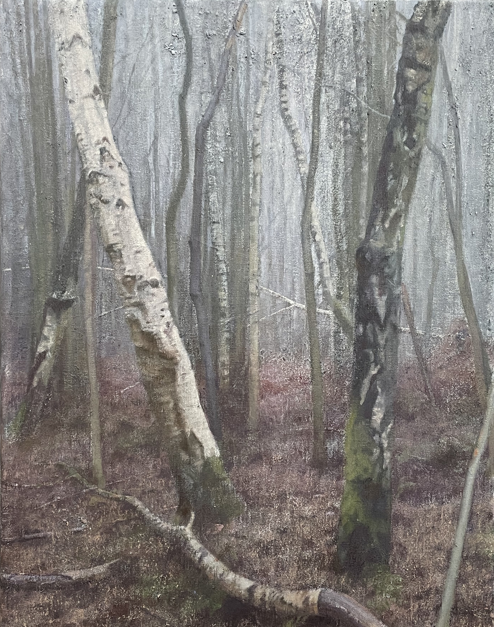 Silver Birch Wood (v)