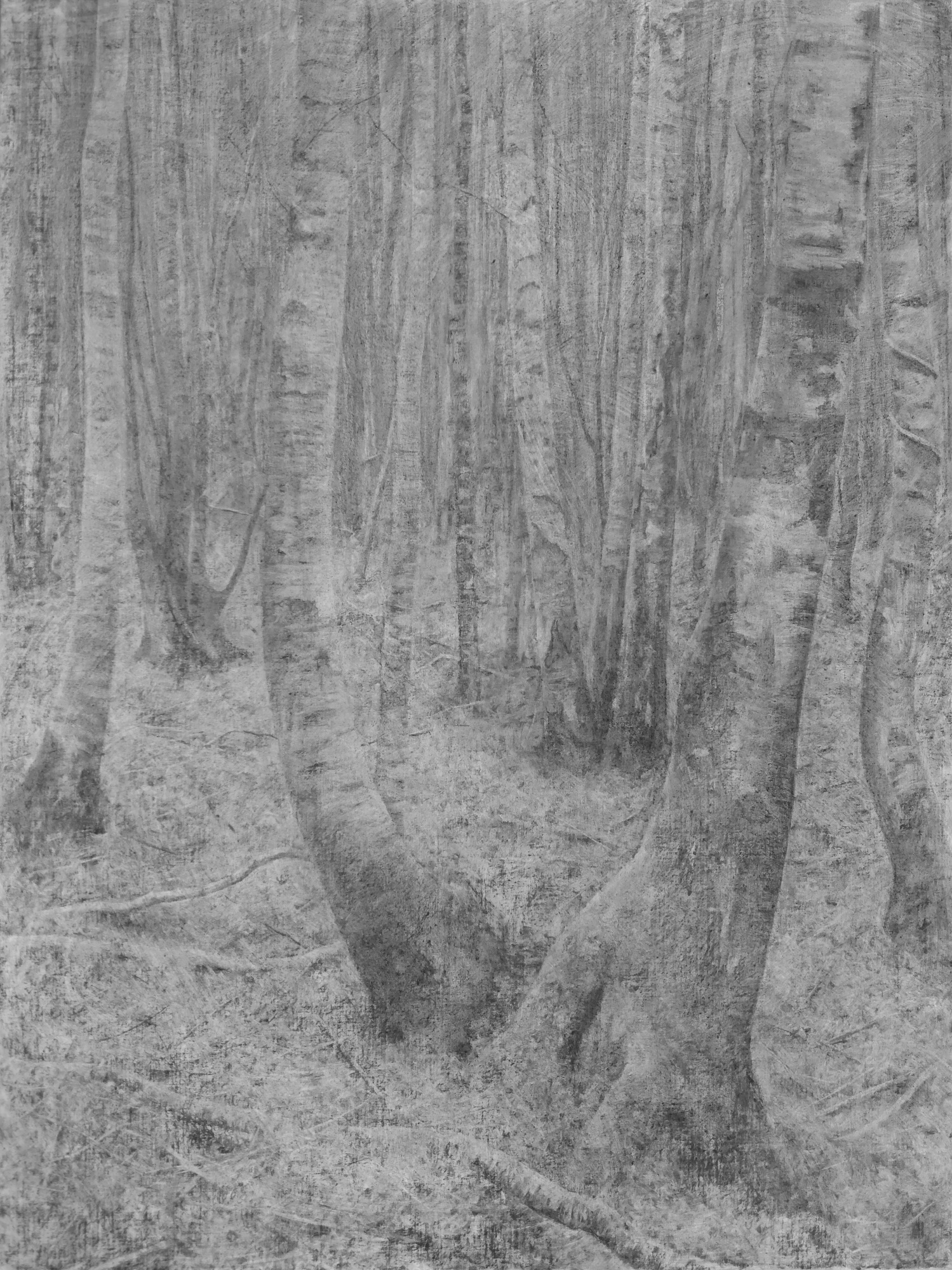 Silver Birches