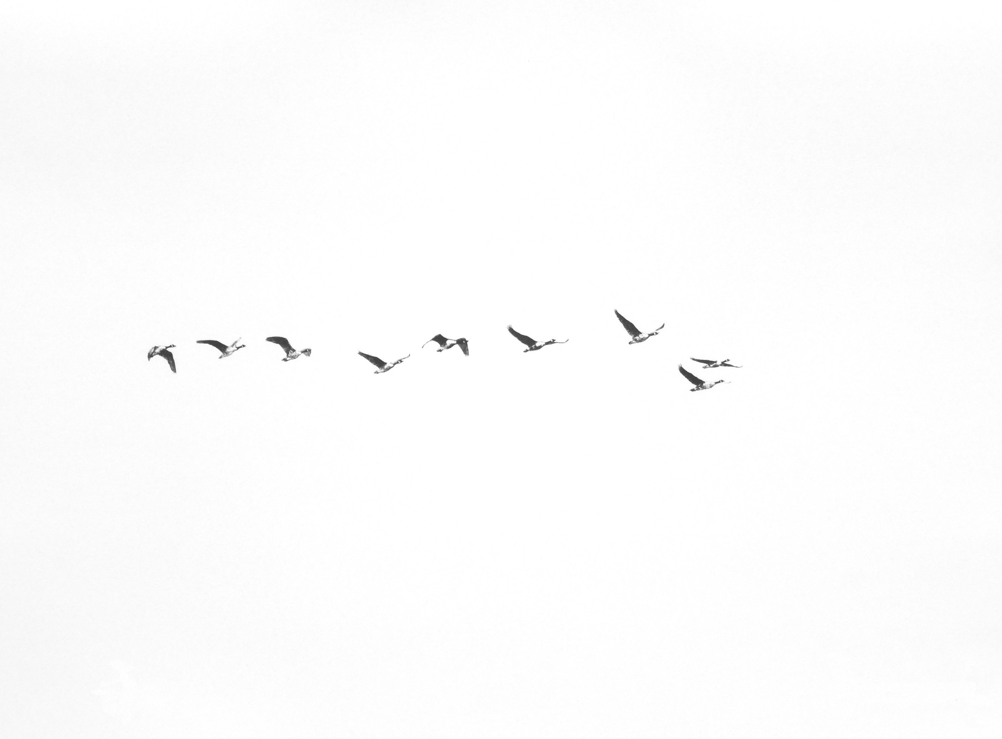 Skein (viii)
