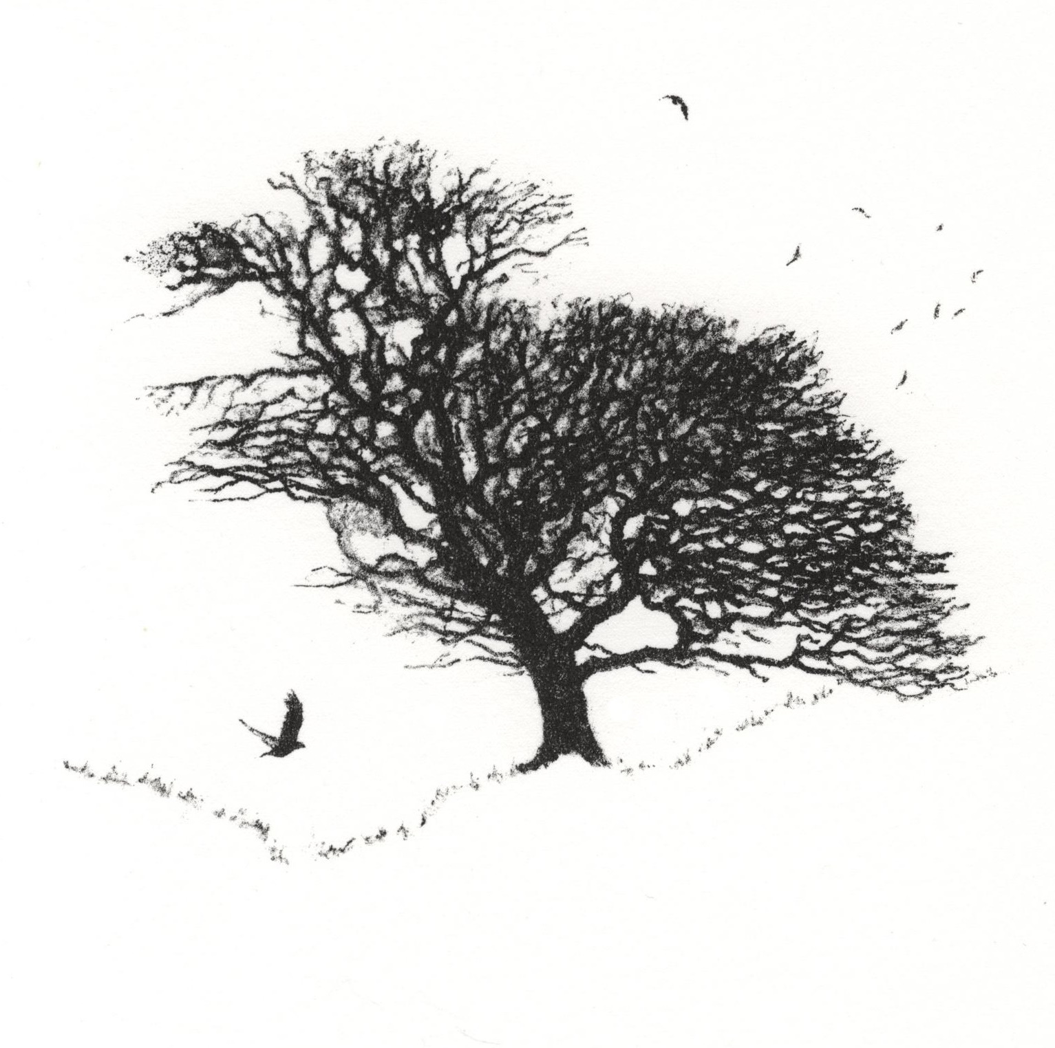 The Oak Tree