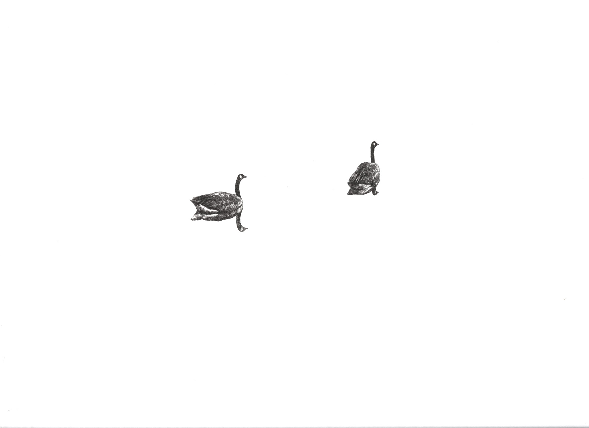 Two Geese