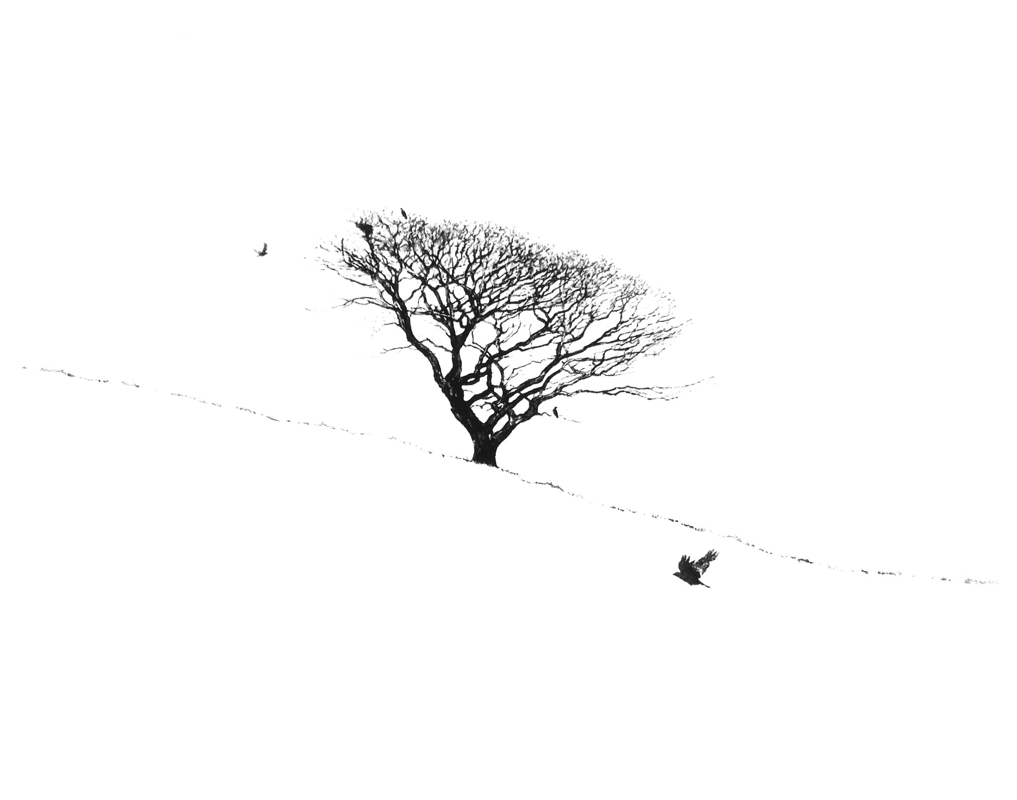 Windswept Oak (i)