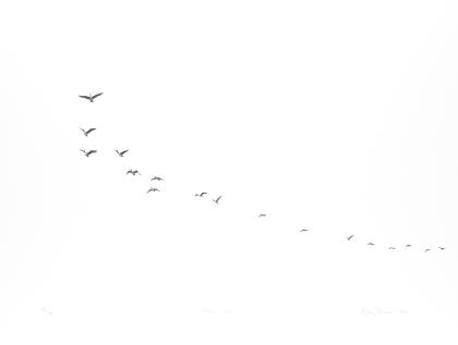 Geese, flying, 